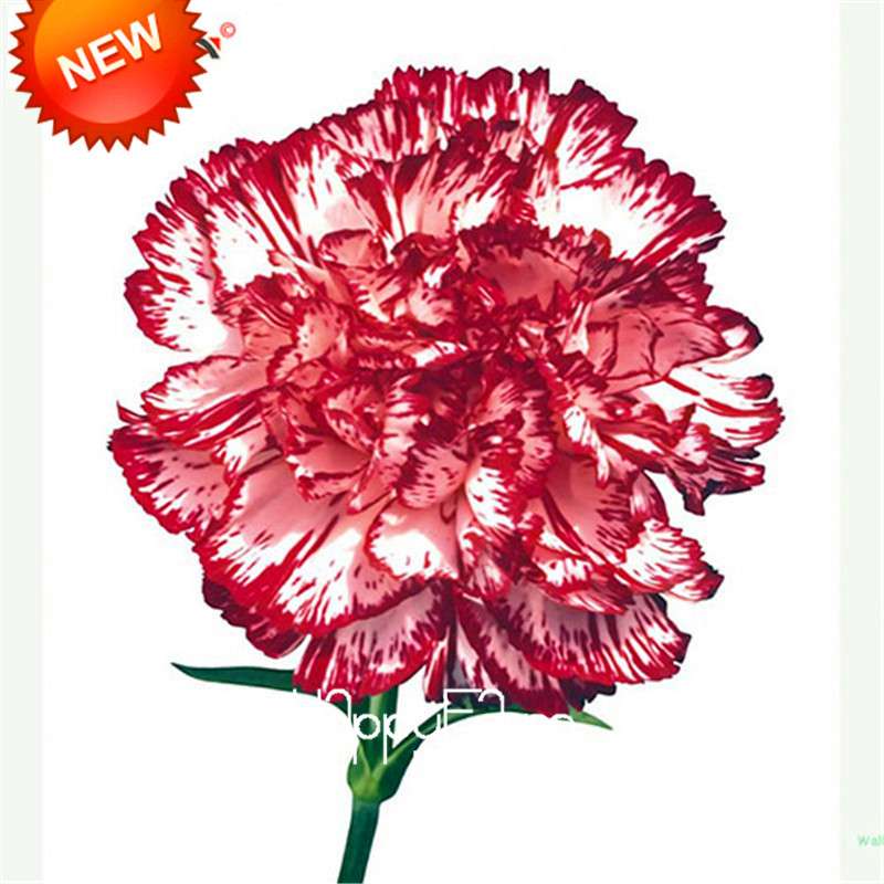 Black Carnation Flower Seeds - Rare Dianthus Bonsai Plants for Home Garden, Unique & Exotic Blooms