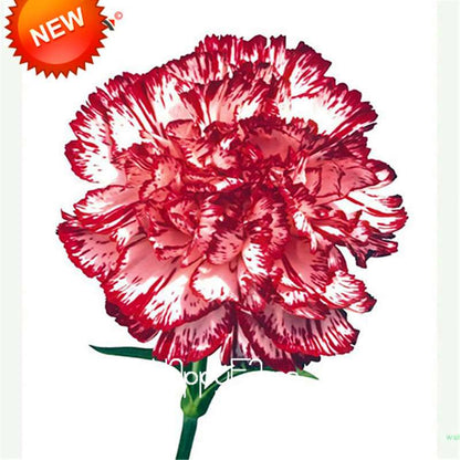 Black Carnation Flower Seeds - Rare Dianthus Bonsai Plants for Home Garden, Unique & Exotic Blooms