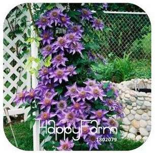 Buy Vine Clematis Seeds - Potted Garden Flowers for Home & Outdoor Planting | Fast Shipping