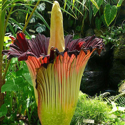 Corpse Flower Seeds - Titan Arum Bonsai for Home Garden, Rare Exotic Plant