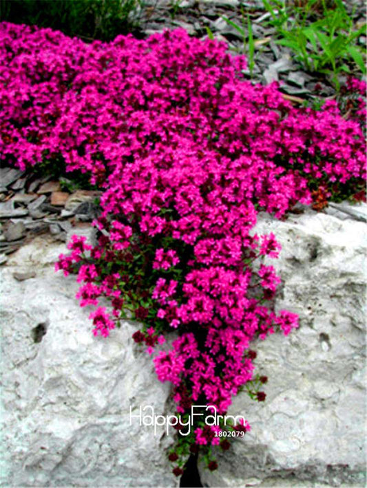 Scarlet Creeping Thyme Seeds - Non-GMO Heirloom Ground Cover, Fragrant & Drought-Resistant