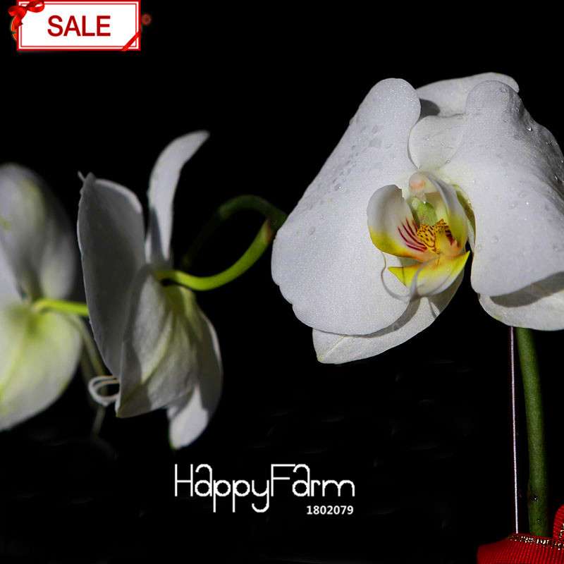 White Phalaenopsis Orchid Seeds - Perennial Potted Flowering Plants for Home & Garden