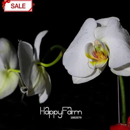 White Phalaenopsis Orchid Seeds - Perennial Potted Flowering Plants for Home & Garden
