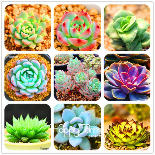 99 Varieties Lithops Seeds - Succulent & Bonsai Plants for Office, Home Garden - Easy to Grow