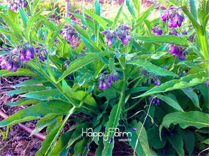 Organic Comfrey Seeds - Non-GMO, Heirloom, USDA Certified for Home Gardening - Grow Your Herbal Garden