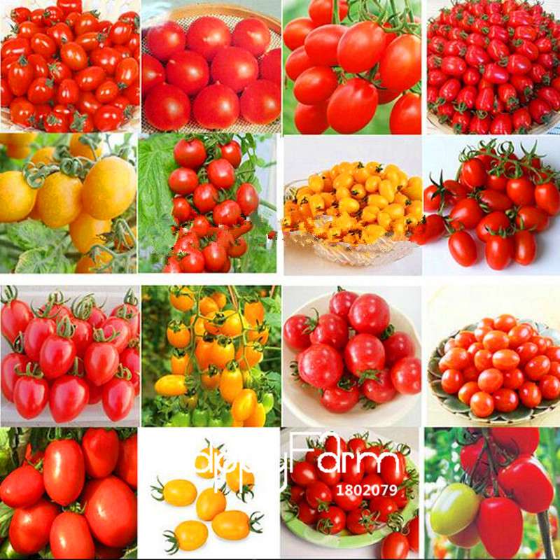 Rainbow Tomato Seeds - Organic Bonsai Veggie & Fruit Seeds for Home Garden, Non-GMO, Easy Grow