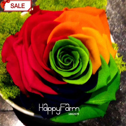 Rainbow Rose Seeds for Planting - DIY Colorful Garden Flowers, Grow Vibrant Roses at Home!