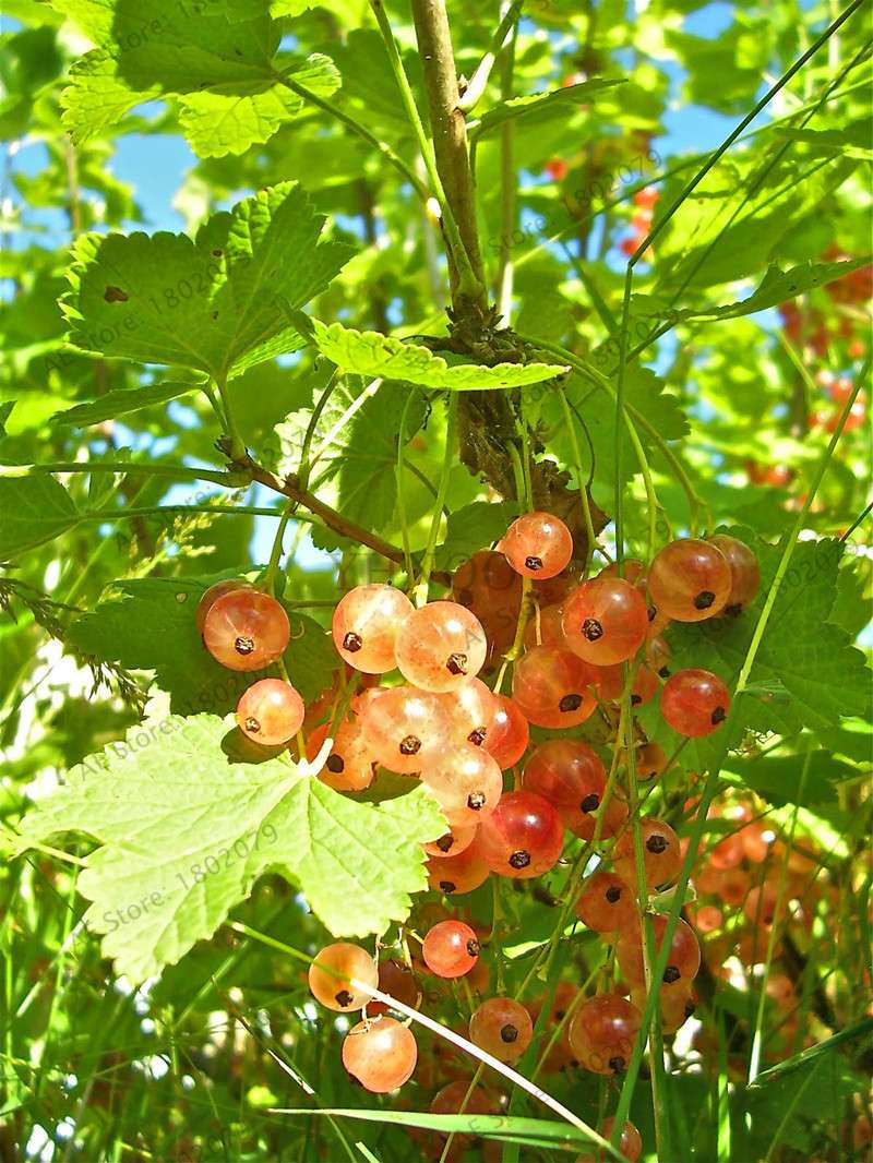 Organic Gooseberry Seeds - Fresh, Nutrient-Rich Perennial Fruit Seeds for Home Gardening