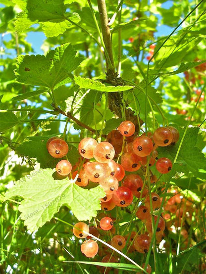 Organic Gooseberry Seeds - Fresh, Nutrient-Rich Perennial Fruit Seeds for Home Gardening