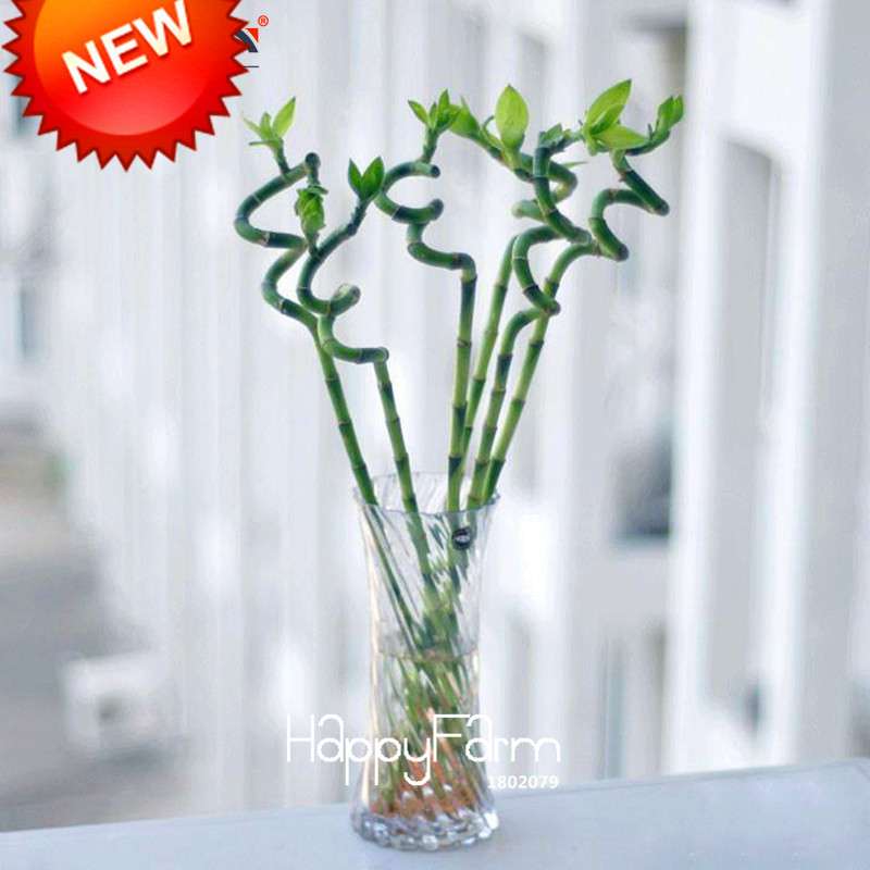 Lucky Bamboo Seeds - Easy-Grow Air Purifying Plants for Home & Garden DIY Planting