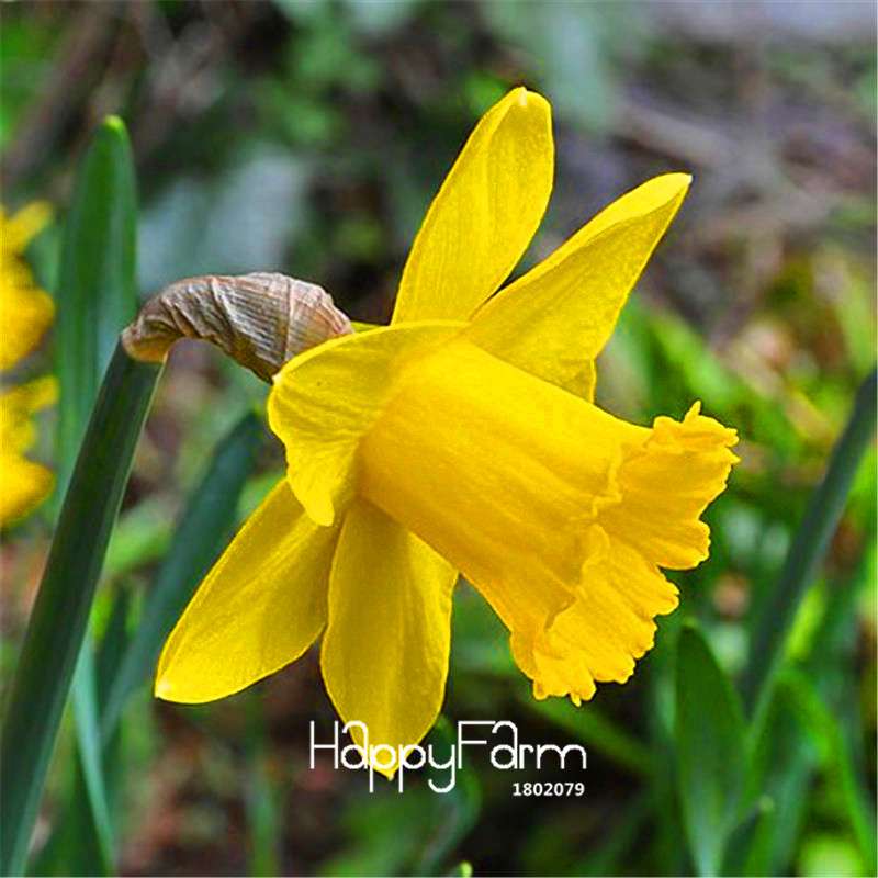 Double Petal Pink Daffodil Bonsai Seeds - Aquatic Plant Seeds for Home Garden