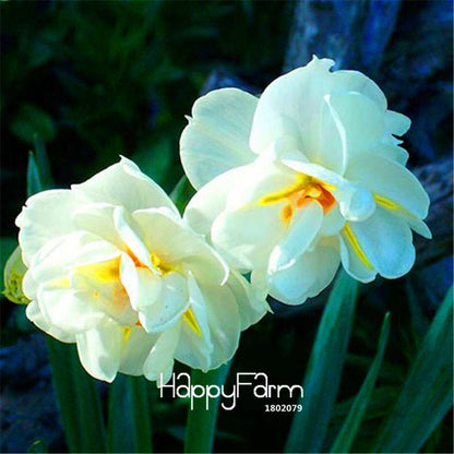 Double Petal Pink Daffodil Bonsai Seeds - Aquatic Plant Seeds for Home Garden