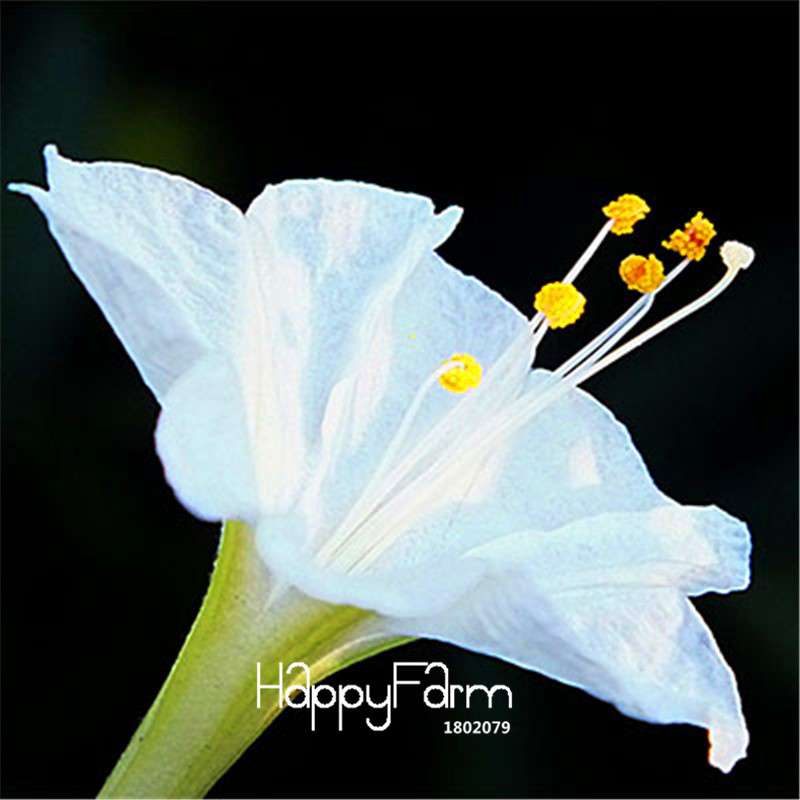 18 Varieties Jasmine Seeds - Fragrant & Ornamental Flowers for Garden Planting, Chinese Charm