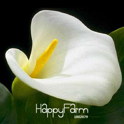 18 Color Rare Calla Lily Seeds - High Germination Rate, Fast US Shipping