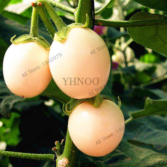 Organic White Tomato Seeds - Non-GMO, Heirloom Vegetable Seeds for Home Garden Planting