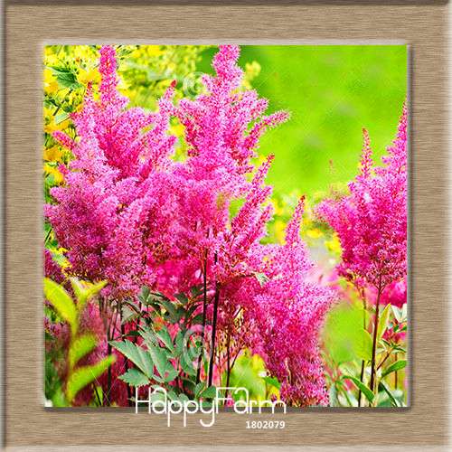6-Color Chinese Astilbe Flower Seeds - Vibrant Balcony & Potted Garden Blooms, Fast US Shipping