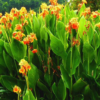 Mixed Color Canna Seeds for DIY Potted Plants | 95% Germination Rate | Indoor/Outdoor Gardening