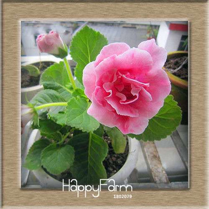 Vibrant 9-Color Gloxinia Seeds - Perennial Sinningia Speciosa, Bonsai & Balcony Flowers - USA-Grown