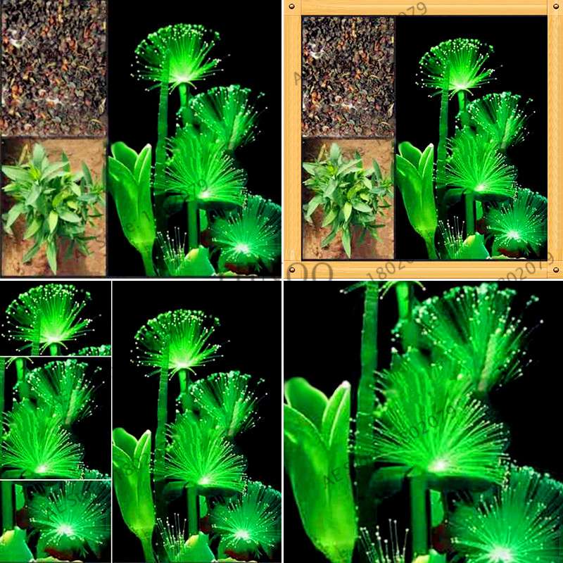 Fluorescent Emerald Aquarium Grass Seeds - Vibrant Water Plant Decor for Fish Tanks | Fast-Growing & Easy Care