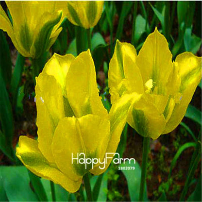 Dutch Tulip Flower Seeds - Potted Bonsai for Home & Garden Planting