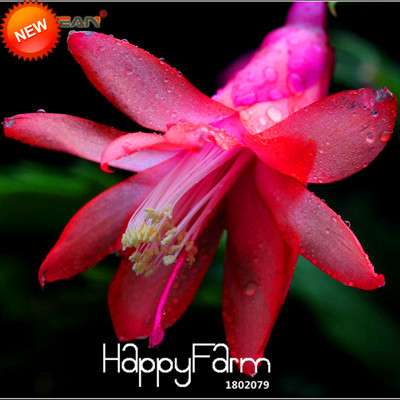 24 Color Rare Schlumbergera Bonsai Seeds - | Unique Truncatus Flower Seeds for Planting