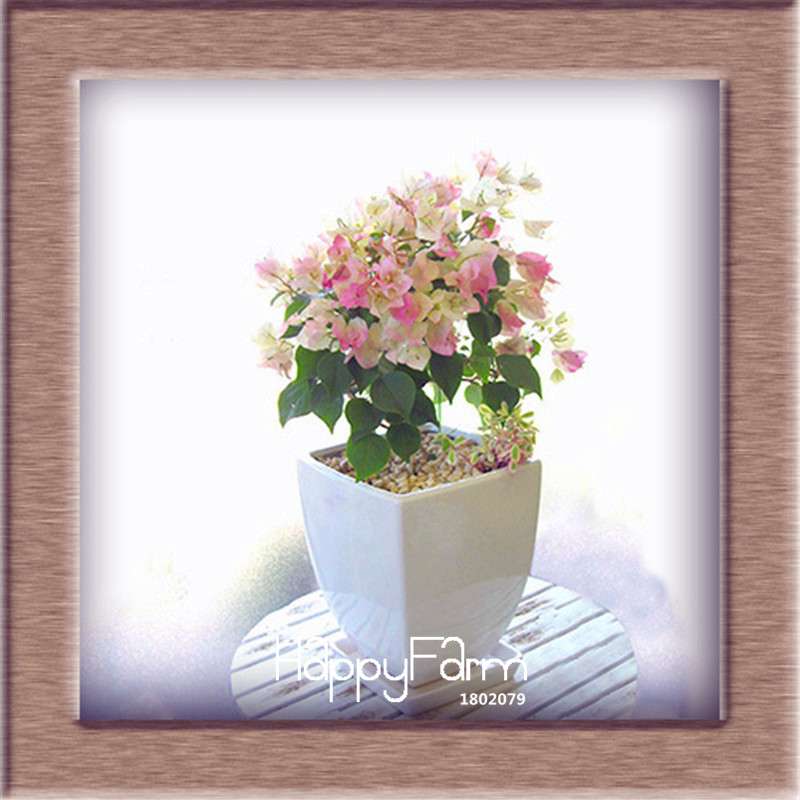9 Varieties Bougainvillea Spectabilis Seeds - Perennial Bonsai & Flowering Plants