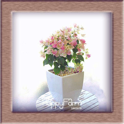 9 Varieties Bougainvillea Spectabilis Seeds - Perennial Bonsai & Flowering Plants