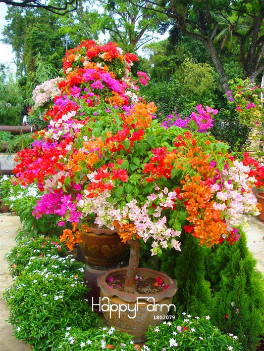 Colorful Bougainvillea Spectabilis Seeds - Mix Colors, Bonsai, Potted Plants, Wild Flower Seeds for Home Garden
