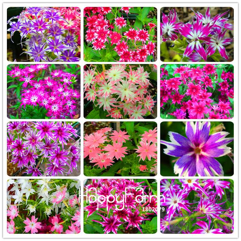 Phlox Drummondii Seeds - Twinkle Star Flower for Home & Garden | Fast-Growing, Vibrant Blooms