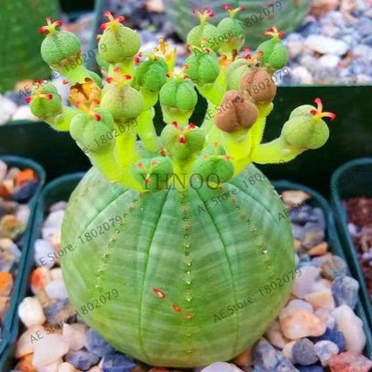 Basketball Cactus Seeds (Euphorbia obesa) - Unique Succulent Plant for Garden, Bonsai & Home Decor