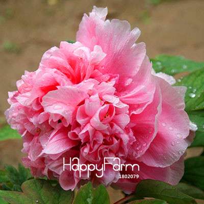 Yellow Peony Seeds for Planting - Potted Bonsai Flower Seeds for Home Garden