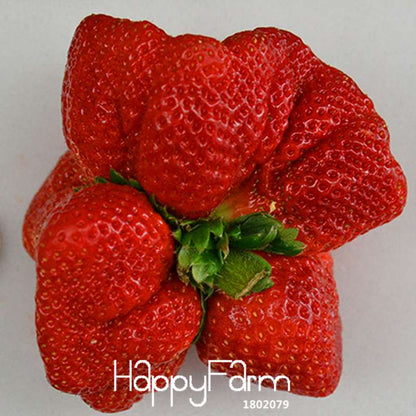Super Giant Strawberry Seeds - Sweet Fruit for Garden, Balcony & Pots | Non-GMO, Easy Grow