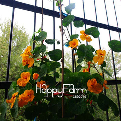 Rare Hanging Nasturtium Seeds - Vibrant Climbing Flowers for Garden & Containers