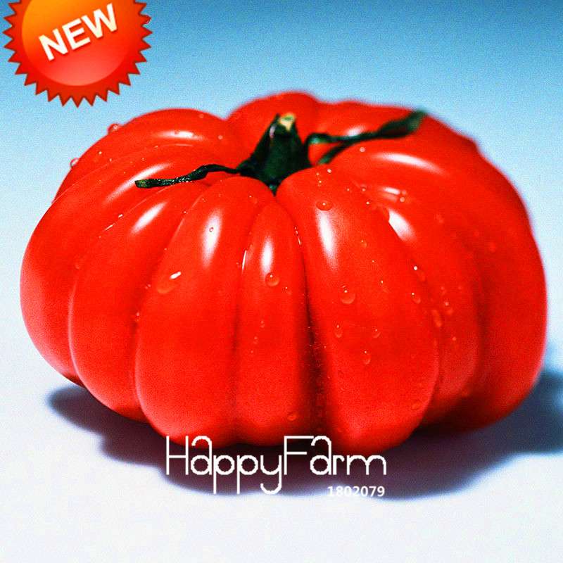 Giant Tomato Seeds for Home Garden - Sweet Pumpkin Tomato, Balcony & Container Planting