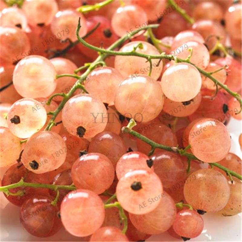 Organic Gooseberry Seeds - Fresh, Nutrient-Rich Perennial Fruit Seeds for Home Gardening