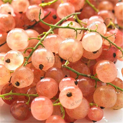 Organic Gooseberry Seeds - Fresh, Nutrient-Rich Perennial Fruit Seeds for Home Gardening