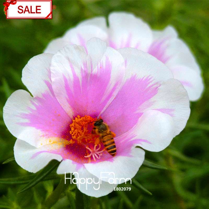 Purple & White Portulaca Grandiflora Seeds - Vibrant Sunflower-Like Blooms for Garden & Containers
