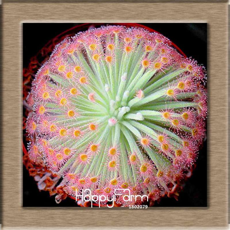 Sundew Seeds - Carnivorous Plant for Bonsai & Garden | Easy-Grow Potted Houseplant