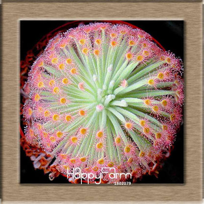 Sundew Seeds - Carnivorous Plant for Bonsai & Garden | Easy-Grow Potted Houseplant