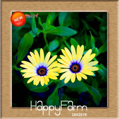 Blue Daisy Osteospermum Seeds - Grow Potted Flowering Plants for DIY Home Garden