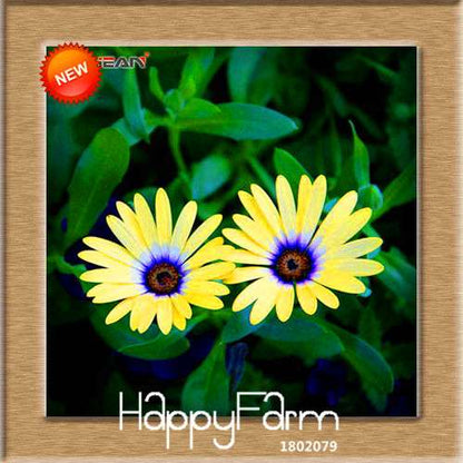 Blue Daisy Osteospermum Seeds - Grow Potted Flowering Plants for DIY Home Garden