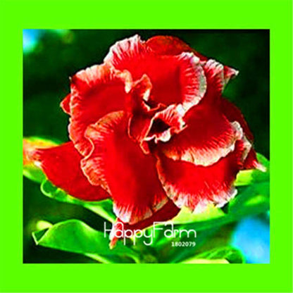 Desert Rose Seeds - Stunning Bonsai Flower for Garden, Balcony & Pots