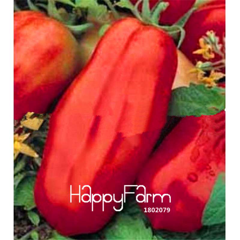 Rainbow Tomato Seeds - Organic Bonsai Veggie & Fruit Seeds for Home Garden, Non-GMO, Easy Grow
