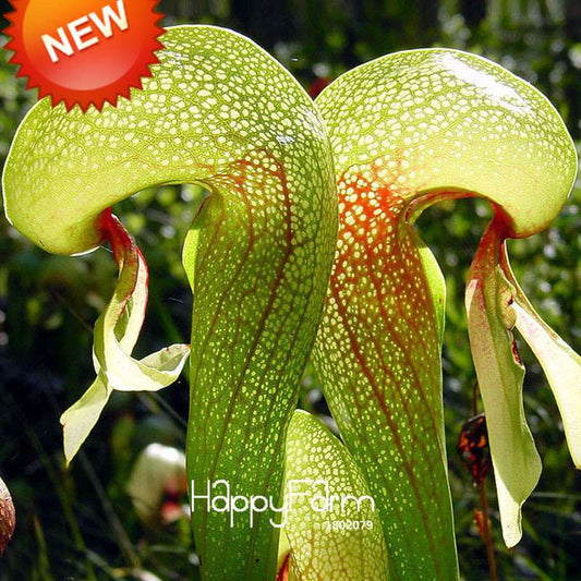 Carnivorous Nepenthes Seeds - Mosquito Eating Plant for Bonsai & Garden - Rare Insectivorous Variety