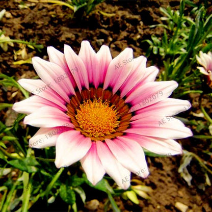 Mixed Color Gazania Rigens Seeds - Vibrant Flower Seeds for Home & Garden, Indoor/Outdoor Planting