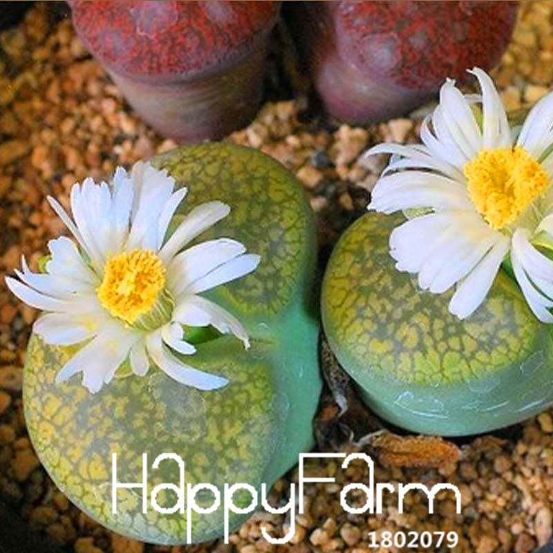 White Lithops Seeds - Rare Living Stone Succulents for Home & Office, Easy-Grow Potted Plants