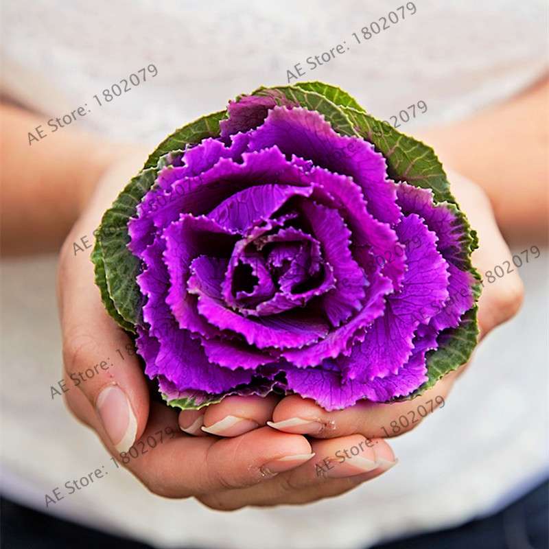 Organic Cabbage Flower Kale Seeds - Edible, Delicious & Ornamental Plants for Home Garden & Bonsai