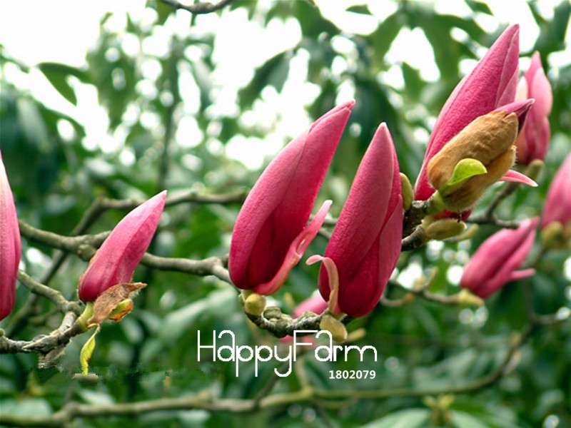 Magnolia Flower Seeds for Planting - DIY Home Garden, Ornamental Tree Seeds