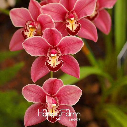Pink Cymbidium Orchid Seeds - for Balcony Planting, Vibrant Potted Flower Seeds for Home Garden