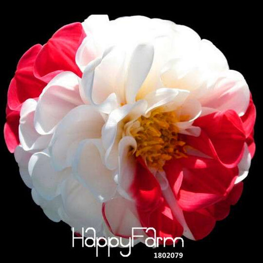 Red & White Dahlia Seeds - Perennial Flower Seeds for Home Garden Planting, DIY Landscaping
